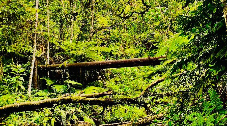 Kamachafo Waterfall Hike by Tembea Gatanga